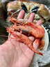 繽鮮 北極甜蝦刺身生吃特大腹籽北極蝦即食甜蝦 日料同蝦冰蝦壽司食材 【格陵蘭皇冠藍盒M】 1000g(凈重) 90-120只 曬單實(shí)拍圖