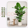 雙盟天堂鳥(niǎo)大型植物客廳綠植盆栽辦公室內鶴望蘭好養落地網(wǎng)紅源頭直發(fā) 曬單實(shí)拍圖