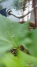 農之子（NONGZHIZI）食用羽衣甘藍菜種子苗蔬菜種籽盆栽菜苗耐寒種苗帶土球 綠羽衣甘藍苗 5棵+1棵 曬單實(shí)拍圖