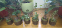 苔蘚微景觀(guān)綠植假山植物雨林生態(tài)瓶迷你創(chuàng  )意盆栽?xún)艋覂茸烂鏀[件 大號羅漢松山 曬單實(shí)拍圖