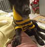 阿莫爾狗狗衣服秋冬款蜜蜂裝小柯基泰迪比熊貴賓小型犬寵物保暖貓咪衛衣 黃色小蜜蜂 L（建議8-10斤 參考胸圍背長(cháng)） 曬單實(shí)拍圖