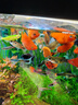 亞峰（yafeng）貼片魚(yú)食魚(yú)糧魚(yú)飼料小型魚(yú)孔雀魚(yú)錦鯉魚(yú)金魚(yú)鸚鵡魚(yú)熱帶觀(guān)賞魚(yú)飼料 【葷素搭配】約100片 60ml 1瓶 沉底型 曬單實(shí)拍圖