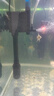 森森魚(yú)缸上過(guò)濾凈水循環(huán)水泵制氧一體機過(guò)濾器三合一靜音抽潛水泵小型 20W三合一水泵 流量可調（0.8-1米米魚(yú)缸） 曬單實(shí)拍圖