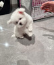 純種韓版比熊幼犬馬爾熊小體寵物狗狗活物短嘴卷毛血統長(cháng)不大 寵物級 精品比熊 曬單實(shí)拍圖