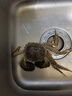 開(kāi)海新鮮梭子蟹鮮活冷凍梭子蟹特大號螃蟹海蟹青蟹白蟹飛蟹 大號母蟹2-3只每斤【到手3斤】 曬單實(shí)拍圖