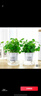 景郁春 JIRYUCUR銅錢(qián)草水培植物盆栽四季好養帶葉2盆【吸水盆】+銅錢(qián)草源頭直發(fā) 曬單實(shí)拍圖