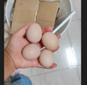 璞悠可生食鮮雞蛋 無(wú)抗無(wú)腥味營(yíng)養高蛋白土雞蛋新鮮禮盒裝送禮 可生食10枚【新客嘗鮮】 曬單實(shí)拍圖