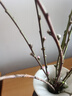 JCZS桃花鮮枝帶花苞紅梅干枝水培鮮花卉雪柳室內植物客廳水養冬季開(kāi)花 【嫩芽苞】10枝鮮切紅梅枝60cm+營(yíng)養液 裸根不帶土 曬單實(shí)拍圖