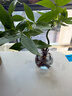 景郁春 JIRYUCUR發(fā)財樹(shù)小盆栽水培植物辦公室內桌面綠植發(fā)財樹(shù)+煙灰圓瓶源頭直發(fā) 曬單實(shí)拍圖