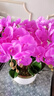 泰錦瑞手感高品質(zhì)蝴蝶蘭仿真花客廳公司酒店前臺裝飾花假花絹花盆景擺件 紫紅色-白金盆(10枝成品發(fā)貨) 曬單實(shí)拍圖
