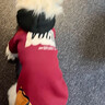 寵物貓狗狗衣服秋冬保暖拼色連帽衛衣中小大型犬博美比熊泰迪小貓 酒紅拼色連帽（加絨款） XL 建議8-13斤 曬單實(shí)拍圖
