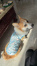 智宙柯基衣服狗狗夏季薄款衣服防掉毛柯基泰迪比熊柴犬寵物可愛(ài)小背心 藍色獨角獸【L建議22-28斤】 曬單實(shí)拍圖