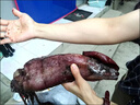 大魷魚整只冷凍香辣魷魚須海鮮大章魚足魷魚頭八爪魚鮮活水產(chǎn) 大魷魚1斤【凈重無冰】 曬單實拍圖