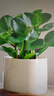 鏡綠碧玉綠植小盆栽辦公室內桌面裝飾綠化四季好養耐陰植物工位 碧玉+淺直筒白瓷+竹托（（陶瓷） 帶盆栽好 曬單實(shí)拍圖