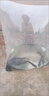 小許農家大口鯰魚(yú)苗批發(fā)淡水養殖食用好養耐活冷水魚(yú)南方二須本地胡子鯰魚(yú)觀(guān)賞魚(yú) 大口鯰魚(yú)苗6-8厘米10條【送10%防損】 曬單實(shí)拍圖