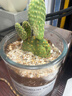 多肉植物仙人掌盆栽室內肉肉仙人球小盆栽開(kāi)花可愛(ài)桌面綠植 黃毛掌+玻璃盆+黃金砂+營(yíng)養土 含盆 曬單實(shí)拍圖