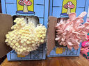 蘑菇盒子菌包平菇禮盒裝袋裝可食用菌陽(yáng)臺種植蘑菇栽培蘑菇盒子家庭種蘑菇 榆黃蘑種植包 1盒 曬單實(shí)拍圖