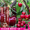 車(chē)厘子樹(shù)苗櫻桃樹(shù)苖南方北方四季種植盆栽庭院果樹(shù)櫻桃樹(shù)大櫻桃苗 3年苗可備注品種 81cm(含)-110cm(含) 曬單實(shí)拍圖