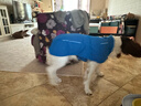 拉夫威爾維爾特夾克狗狗衣服ruffwear秋冬季防水透氣保暖寵物用品 墨池藍 S 曬單實(shí)拍圖