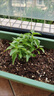九層塔潮汕金不換盆栽食用主廚房九層塔盆栽食用羅勒植物香料甜羅 1年苗--葉子帶淡香味 不帶盆 曬單實(shí)拍圖