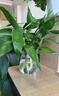 沭之美觀(guān)音竹盆栽無(wú)土栽培水培室內綠植 觀(guān)音竹3株+冬瓜玻璃瓶 源頭直發(fā) 曬單實(shí)拍圖