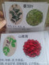 脘錸兒童寶寶早教中草藥本植物認知名詞彩圖卡片識字教具 60張帶介紹 5寸塑封 2345678-10小朋友9-11歲訓練說(shuō)話(huà) 曬單實(shí)拍圖