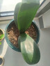 大盆君子蘭盆栽名貴國寶級花卉苗綠植物圓頭和尚室內客廳四季好養 【掌柜推薦】8-11片葉子+帶土 送肥料 曬單實(shí)拍圖