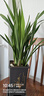 【年貨節】墨蘭蘭花苗精品大花卉盆栽室內濃香金邊賀歲蘭四季好養 墨蘭（高方盆+底托）【10棵裝】 送營(yíng)養液 曬單實(shí)拍圖