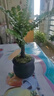 臨雅小葉紫檀盆景樹(shù)苗盆栽老樁客廳辦公室綠植物室內四季好養源頭直發(fā) 曬單實(shí)拍圖
