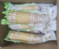 當季新貨東北黃甜糯玉米棒10支真空包裝低脂黃糯大棒甜東北黏苞米 頭茬黃玉米10棒【均重>180克】 曬單實(shí)拍圖