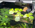 森悠（SARYOR）圓心萍水培植物凈化水質(zhì)室內魚(yú)蝦龜缸造景好養活浮萍水草植物花卉 圓心萍5顆-適合小魚(yú)缸 曬單實(shí)拍圖