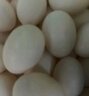 均鮮新鮮土鴿子蛋雜糧喂養(yǎng)農(nóng)家特產(chǎn)白鴿蛋信鴿蛋孕婦寶寶年貨節(jié)禮盒裝 20枚400g左右鮮鴿蛋 曬單實(shí)拍圖