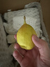 京鮮生 新疆庫爾勒香梨 凈重5斤單果80g-100g 源頭直發(fā) 生鮮水果 曬單實(shí)拍圖