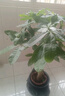 植男植女步步高造型發(fā)財樹(shù)盆栽花卉客廳室內大型綠植辦公室好養源頭直發(fā) 曬單實(shí)拍圖