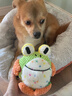 KimPets狗狗玩具電動(dòng)跳跳球寵物自嗨解悶神器發(fā)聲幼犬磨牙耐咬泰迪柯基犬 跳跳青蛙 曬單實(shí)拍圖