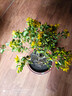 黃金梅盆栽苗四季帶花苞開(kāi)多年生庭院陽(yáng)臺木本植物耐寒好養花期長(cháng) 黃金梅高30-40厘米冠幅20厘米【花期帶花苞】 曬單實(shí)拍圖