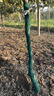 裹樹(shù)布樹(shù)木防寒帶保溫布纏樹(shù)布綠化工程包樹(shù)布防凍保濕護樹(shù) 10卷雙層帶膜/12厘米寬16米長(cháng) 曬單實(shí)拍圖