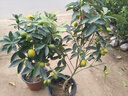 原仟森脆皮金桔帶果發(fā)貨盆栽樹(shù)苗四季果樹(shù)可食用橘子苗脆皮金橘室內常綠 脆皮金桔5年苗（帶花苞或帶果發(fā)貨）洗洗連皮可以起吃 曬單實(shí)拍圖