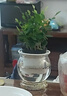 【帶盆高度15-20cm】水培驅蚊九里香七葉蓮盆栽室內好養驅蚊綠植 九里香+自動(dòng)吸水魚(yú)缸盆【1盆】 花盆口徑約為10cm 曬單實(shí)拍圖