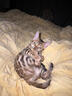 涴喵 孟加拉豹子貓活體幼貓銀豹寵物貓咪活體簽訂合同輔助養貓 寵物級 【孟加拉豹子貓】 曬單實(shí)拍圖