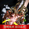 【百元波龍超值】榭巢波士頓龍蝦鮮活速凍大號波龍3-8斤 3.5-4斤/只 曬單實(shí)拍圖