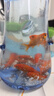 百綸木千草金魚觀賞魚冷水魚不加溫新手好養(yǎng)純種鳳尾大紅草魚苗 3-5cm草金魚11條 送魚糧 曬單實(shí)拍圖