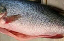 鮮活沖浪河鱸魚(yú)400-500g/條 曬單實(shí)拍圖