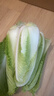 【冬儲菜】新鮮龍牙白菜大白菜無(wú)筋無(wú)絲開(kāi)鍋爛火鍋必備 3斤含箱 曬單實(shí)拍圖