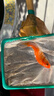 AIPHAROW觀(guān)賞魚(yú)錦鯉魚(yú)活體冷水魚(yú)金魚(yú)魚(yú)苗大正紅白黃金烏金白寫(xiě)丹頂淡水魚(yú) 10-12cm（黃金1+紅白1+三色1） 曬單實(shí)拍圖