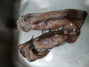 美加佳 鮮凍整只大魷魚(yú)（2-3只） 凈重550g 整條魷魚(yú) 深海捕撈  曬單實(shí)拍圖