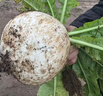 新鮮湖北白蘿卜超市直播間生鮮早餐蔬菜水果蘿卜糖心生甜京東包郵 帶箱3斤 曬單實(shí)拍圖