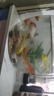 錦鯉魚(yú)金魚(yú)活魚(yú)黃金鯉黑錦鯉紅色魚(yú)白錦鯉小型耐活好養冷水蝴蝶鯉 8-10cm黑白紅黃四種顏色5條 曬單實(shí)拍圖