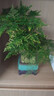 花行榜盆栽植物室內花卉綠植 精品小文竹+四方瓷盆+底座+苔蘚源頭直發(fā) 曬單實(shí)拍圖