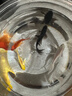 中國紅冷水淡水觀(guān)賞魚(yú)錦鯉魚(yú)活魚(yú)金魚(yú)小型好養紅鯉魚(yú)純種小錦鯉 6-8CM黑白黃紅【龍鳳】各一條 曬單實(shí)拍圖